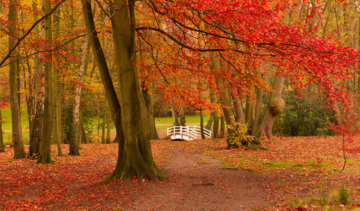 great-locations-to-catch-the-autumn-leaves-railcard